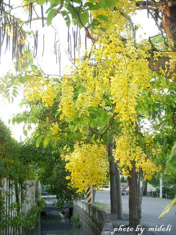 大村-3 大村-3