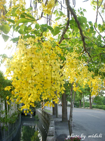 大村-7 大村-7