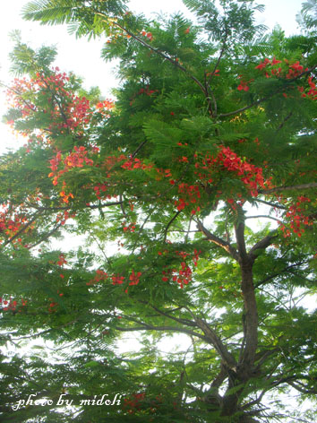 大村-11 大村-11