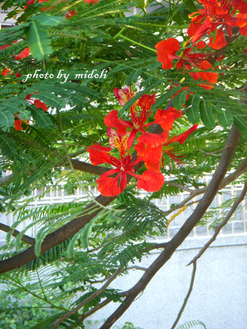 大村-14 大村-14