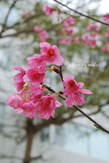 春-35 春-35