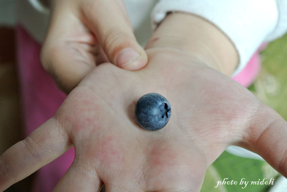 藍莓-4