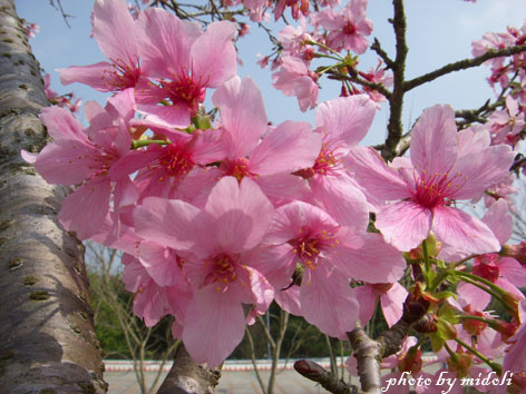 暨南大學-10.jpg 暨南大學-10.jpg
