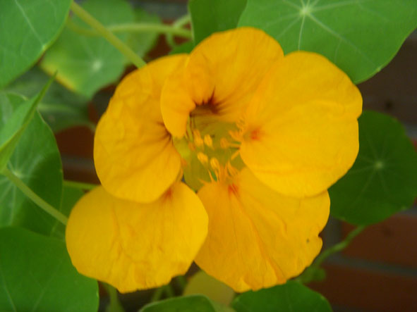 金蓮花-04.jpg 金蓮花-04.jpg