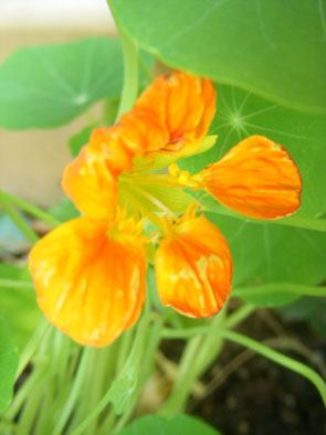 金蓮花-05.jpg 金蓮花-05.jpg