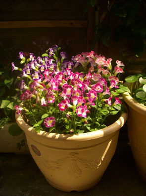 夏堇-03.jpg 夏堇-03.jpg