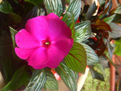 新幾-06.jpg 新幾-06.jpg