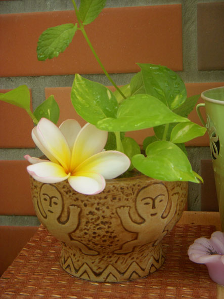 雞蛋花-02.jpg 雞蛋花-02.jpg