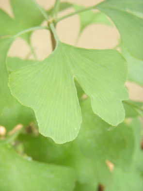 銀-02.jpg 銀-02.jpg