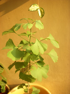 銀-01.jpg 銀-01.jpg