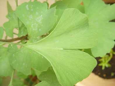 銀-03.jpg 銀-03.jpg