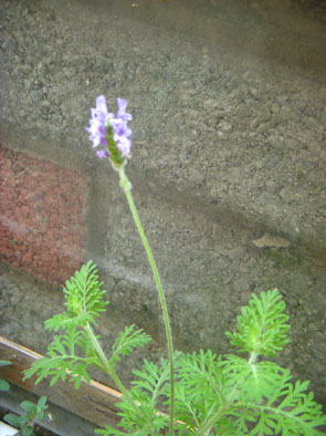 薰衣草.jpg 薰衣草.jpg