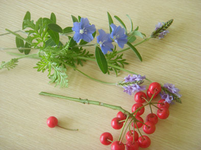 採集-1.jpg 採集-1.jpg