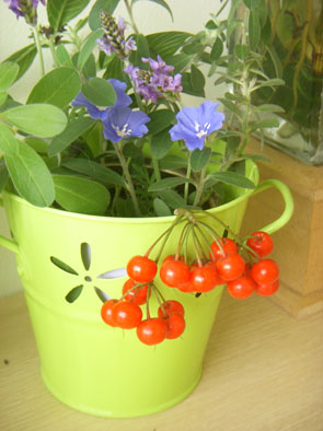 採集-3.jpg 採集-3.jpg