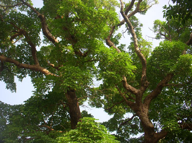 村-11.jpg 村-11.jpg