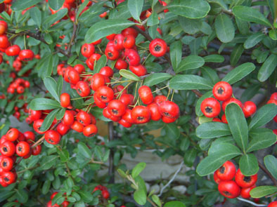 村-5.jpg 村-5.jpg