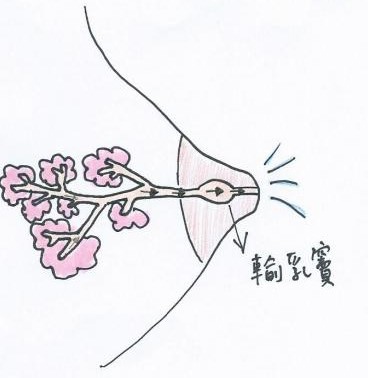 乳管本身是平滑肌所形成的构造,所以会有收缩的功能.