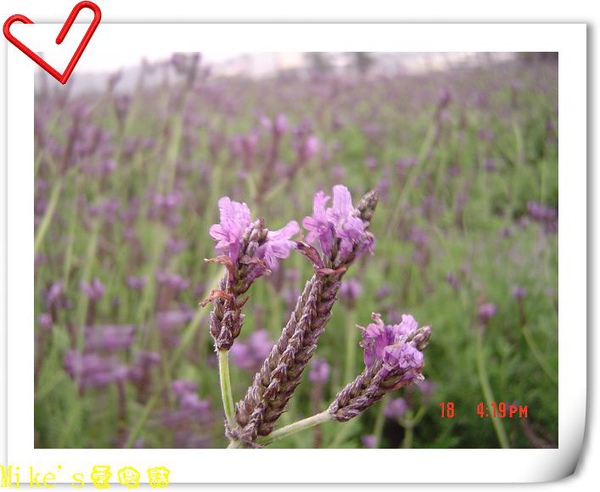 nEO_IMG_DSC06381.jpg nEO_IMG_DSC06381.jpg