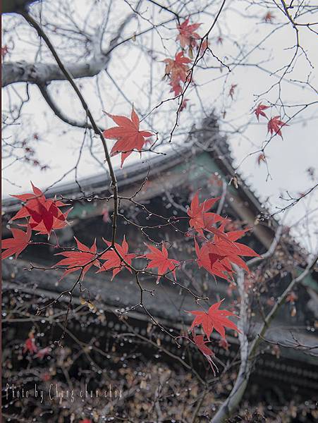 京都嵐山磋峨風情-photo by chung chun chou