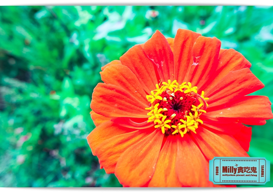 2015美濃花海 007.jpg