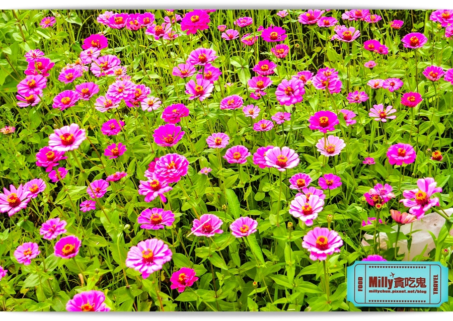 2015美濃花海 013.jpg