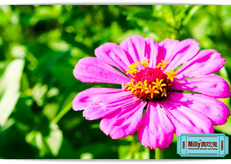 2015美濃花海 016.jpg