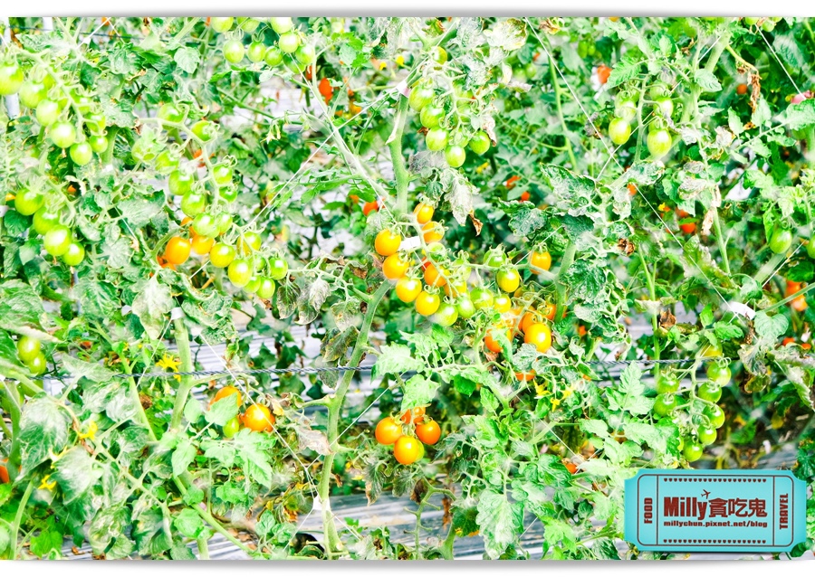 2015美濃花海 021.jpg