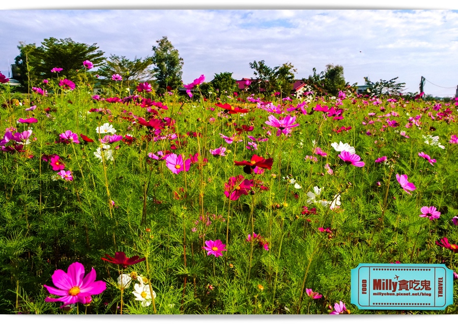 2015美濃花海 024.jpg