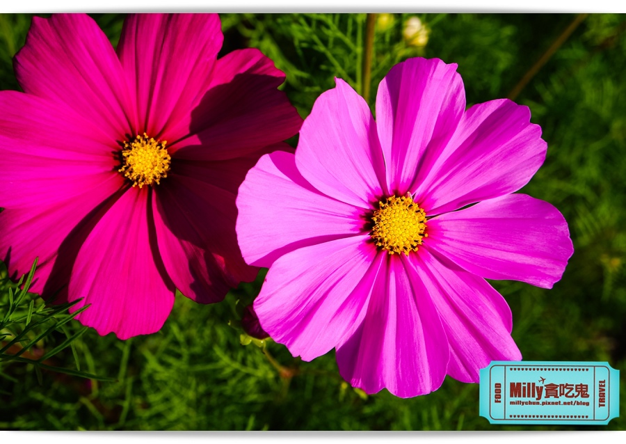 2015美濃花海 025.jpg