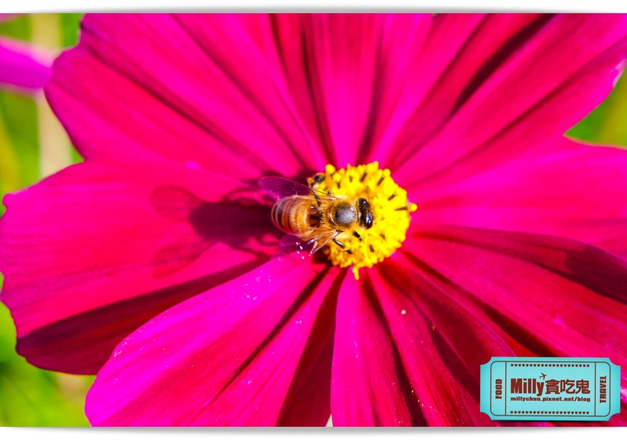 2015美濃花海 026.jpg