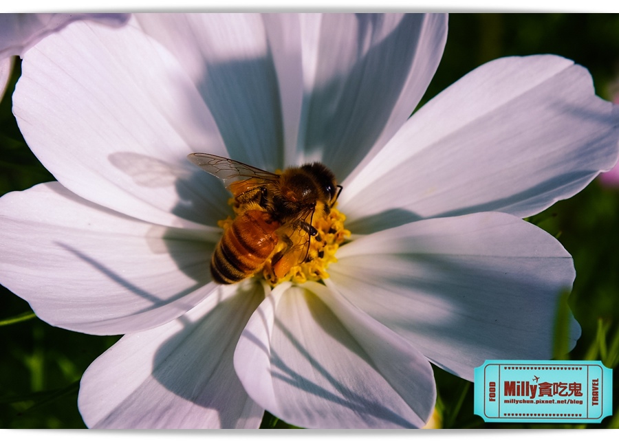 2015美濃花海 027.jpg