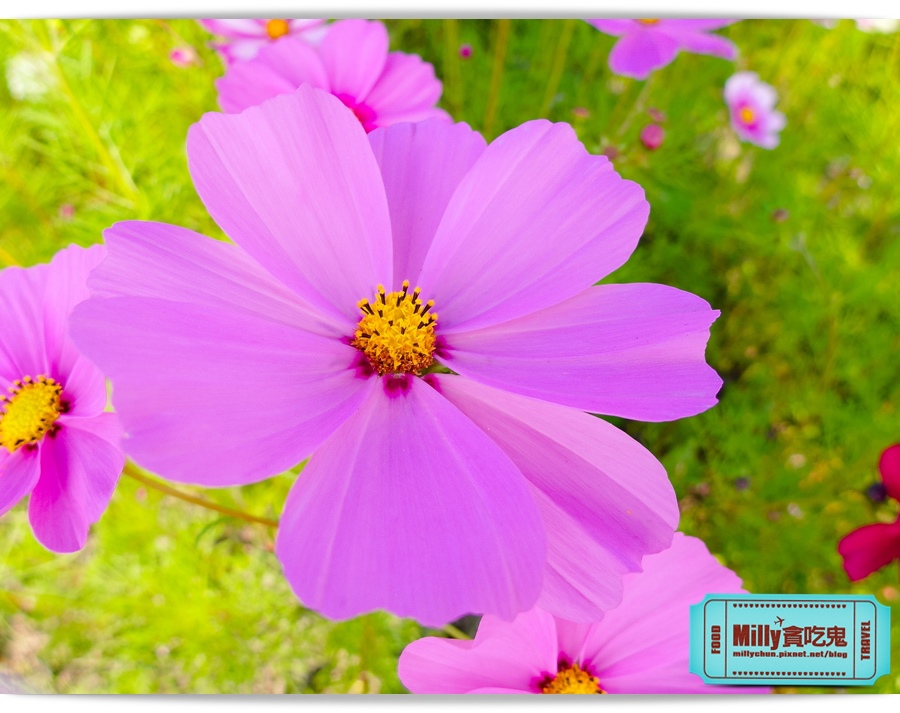 2015美濃花海 028.jpg