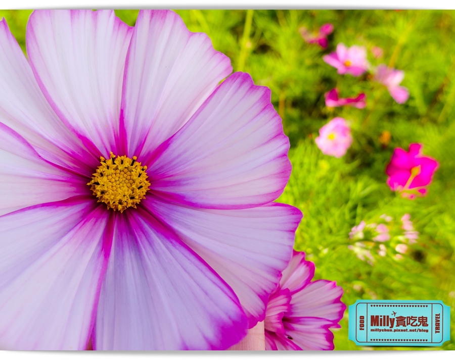 2015美濃花海 029.jpg