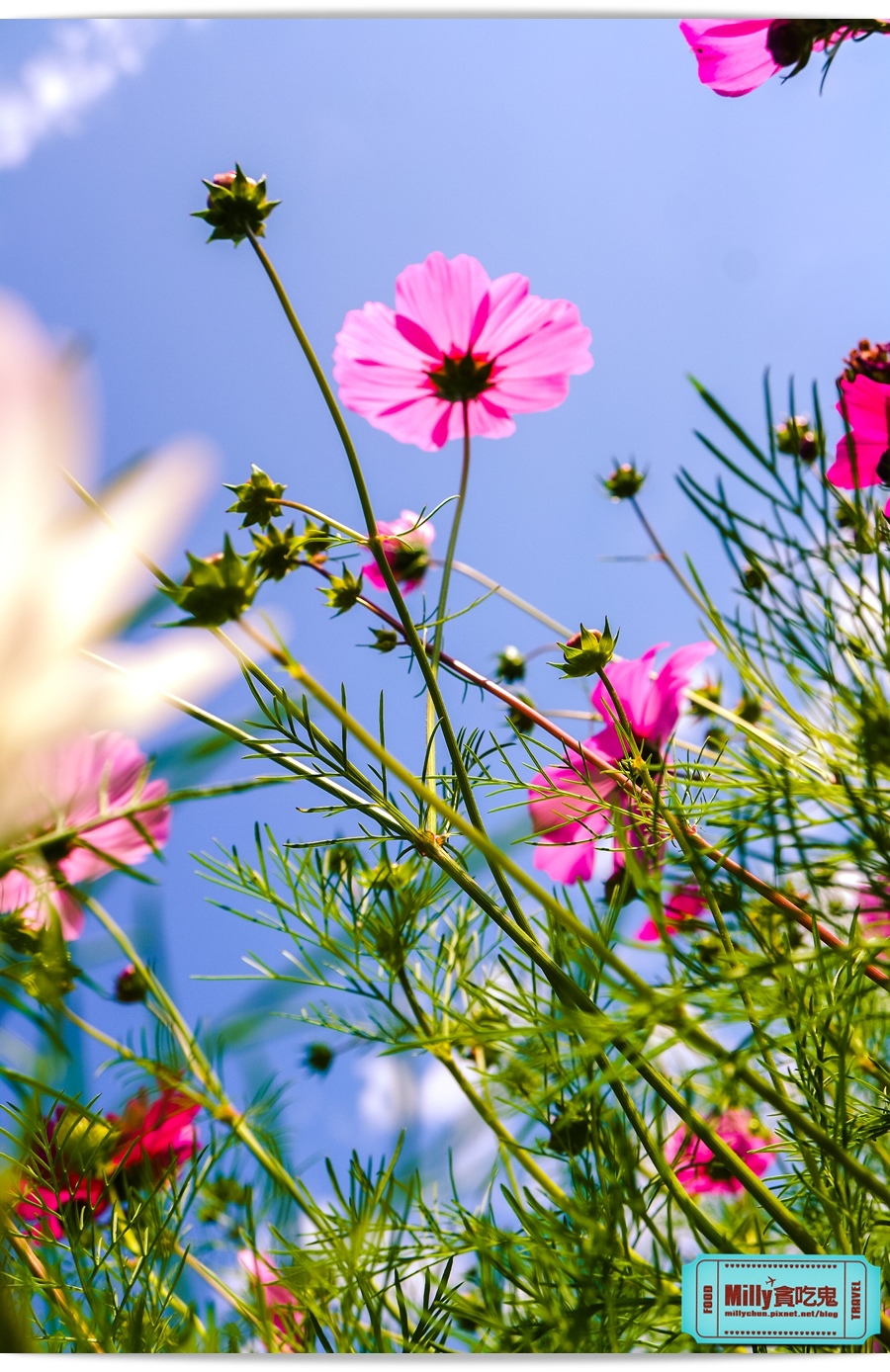 2015美濃花海 030.jpg