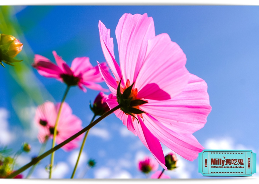 2015美濃花海 031.jpg