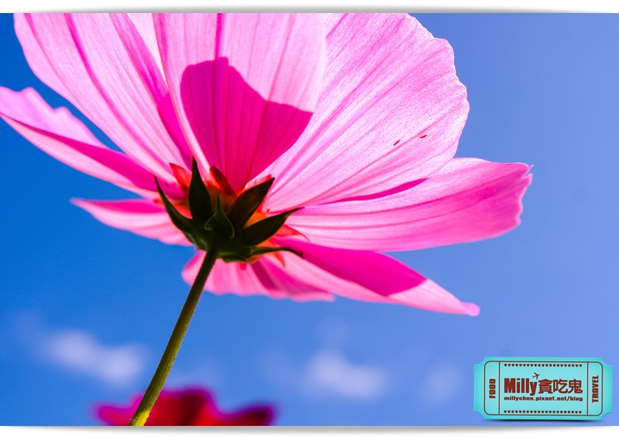 2015美濃花海 032.jpg