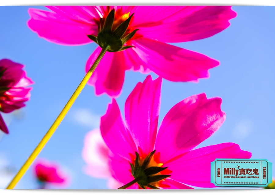 2015美濃花海 033.jpg