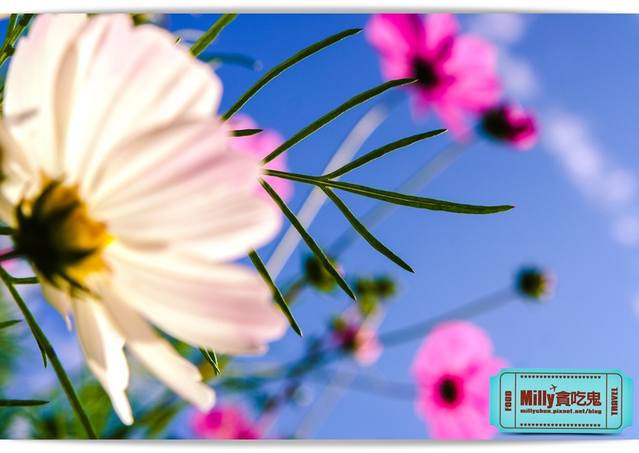 2015美濃花海 034.jpg