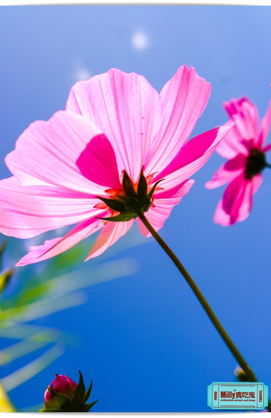 2015美濃花海 035.jpg