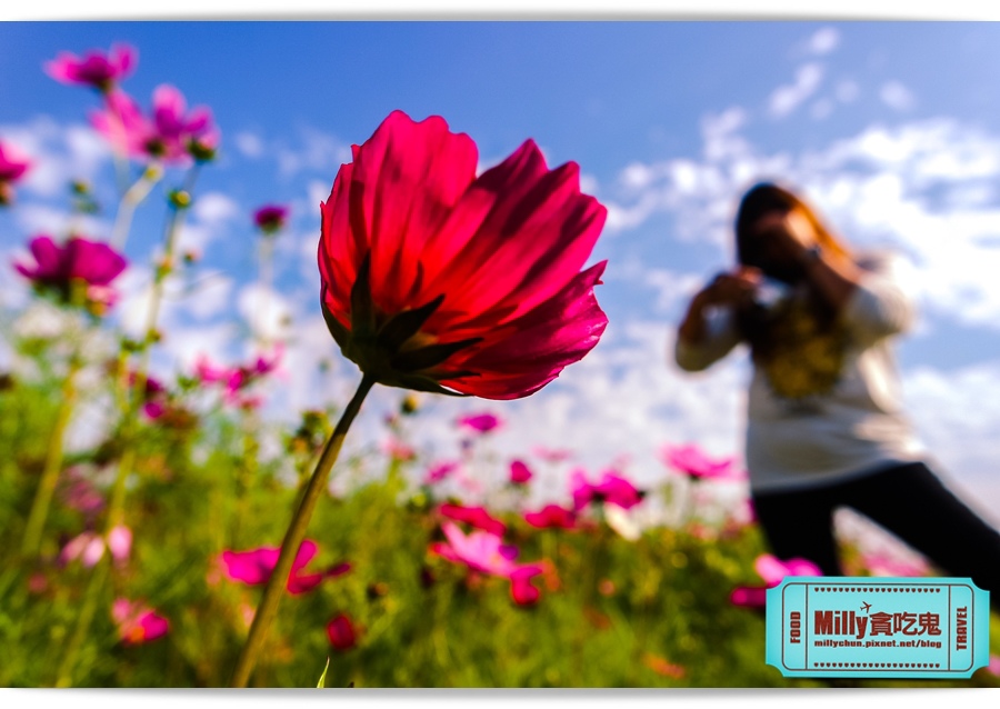 2015美濃花海 036.jpg