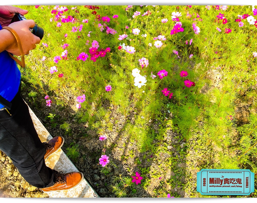 2015美濃花海 037.jpg