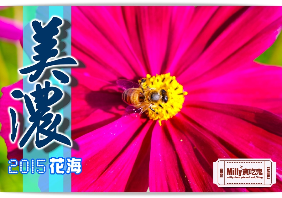 2015美濃花海 053.jpg