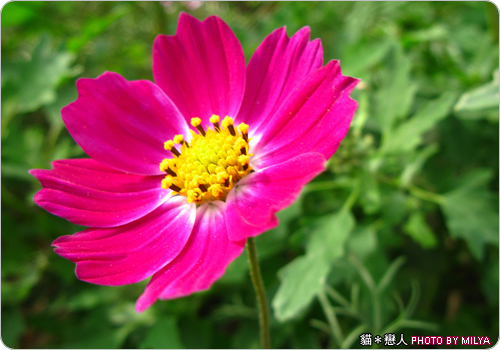 20081226-波斯菊02 20081226-波斯菊02