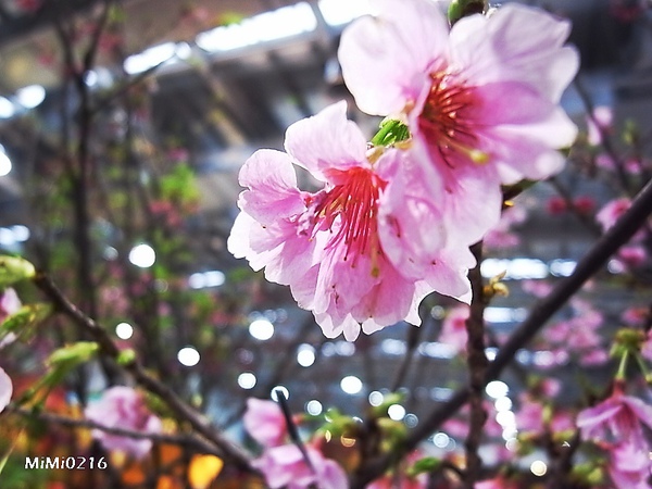 館內展出的花聽說都是真花。(但我們也有發現假的。)