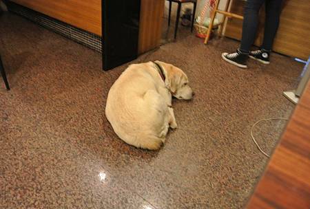 很乖的阿樂 很乖的阿樂