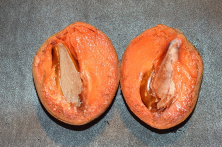 宏都拉斯馬米果果實調整DSC_3763