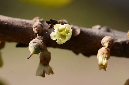 屏科大油柑馬米果花調整DSC_5278