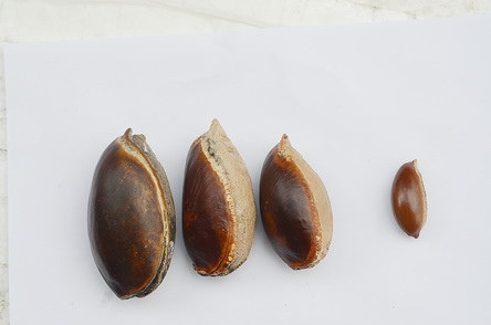 紅蛋果馬米果種子左與蛋黃果種子右比較調整DSC_4003