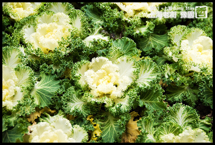 DSC_0039.jpg DSC_0039.jpg