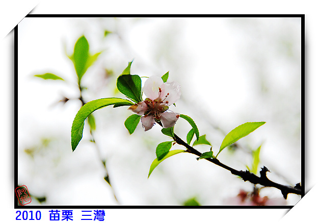 2010 聯誼會in三灣